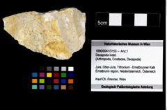 Foto (Objekt + Etikett) von Decapoda indet.  (NHMW-GEO-1990-0041-3153)